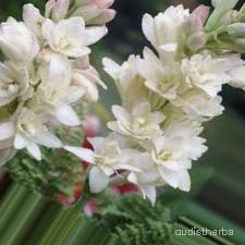 augmented_Polianthes tuberosa flower1_0_6180.jpeg